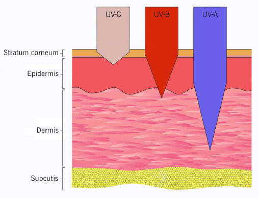 Eindringtiefe UV-A-, UV-B- und UV-C-Strahlungeindringtiefe-derma
